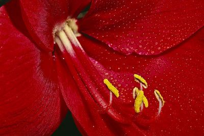 Close-up of wet red rose flower