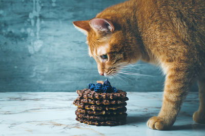 Close-up of a cat looking away