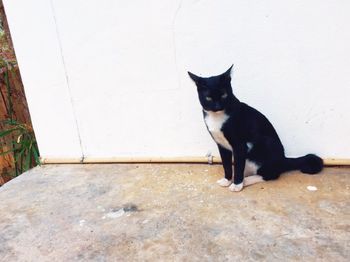 Black cat sitting on floor against white wall