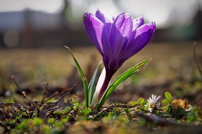 Close-up of purple crocus flower