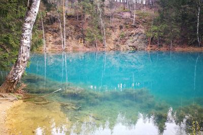 Scenic view of lake in forest