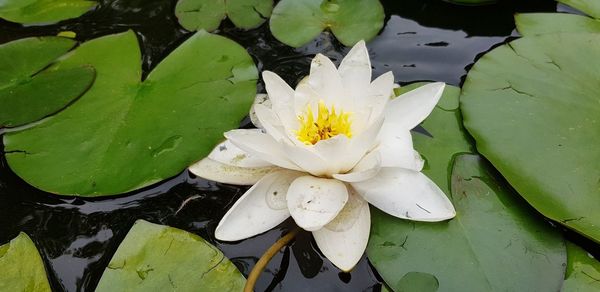 Close-up of lotus water lily in pond