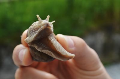 Cropped image of person holding snail