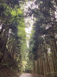 Trees in forest