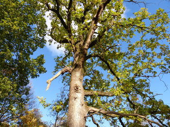 Low angle view of tree against sky