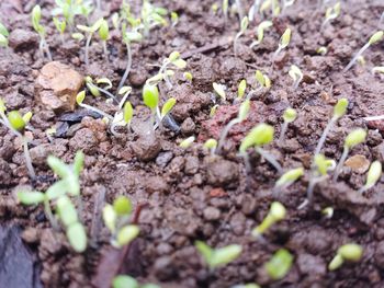 Close-up of plants growing on field