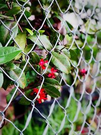 Close-up of berries growing on chainlink fence