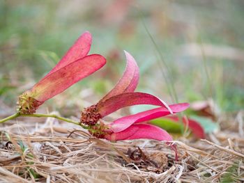 Close-up of dry flower on field