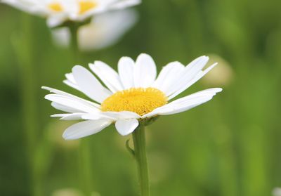 Close-up of white flower blooming outdoors