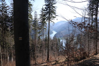 Trees in forest against sky during winter