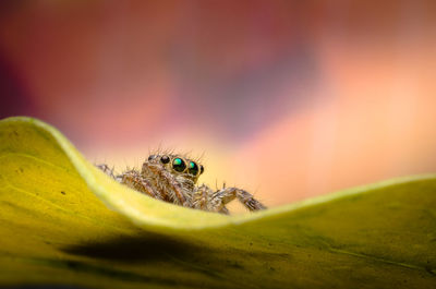 Close-up of spider