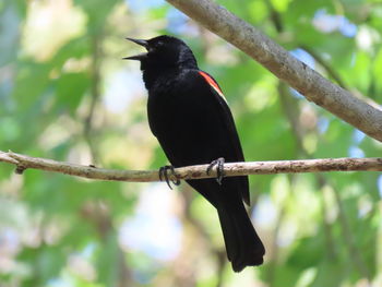 Close-up of bird perching on branch