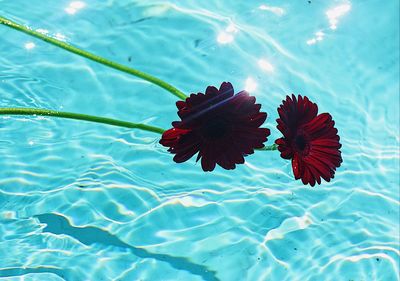 High angle view of lotus water lily in swimming pool