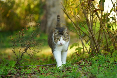 Portrait of cat on field
