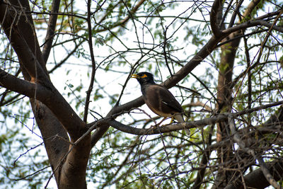 Low angle view of singing mynah bird perching on branch