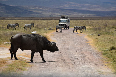 Buffalo with companion bird riding on back. photo taken on safari at tarangerie national park. 