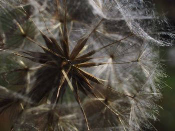Close-up of dandelion