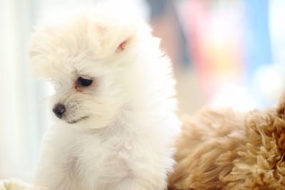 Close-up portrait of white dog