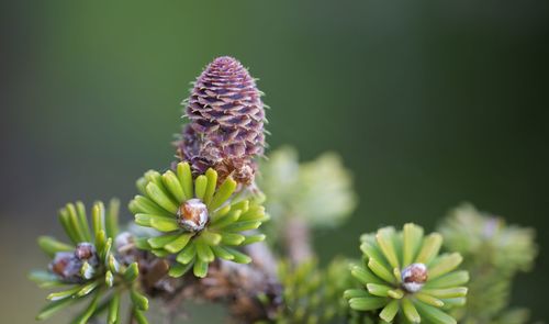 Close-up of purple flowering plant