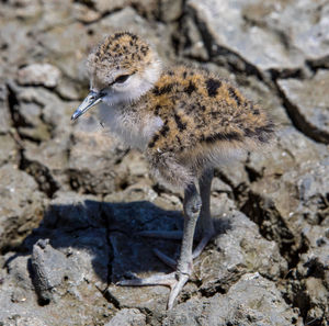 Close-up of a bird on rock