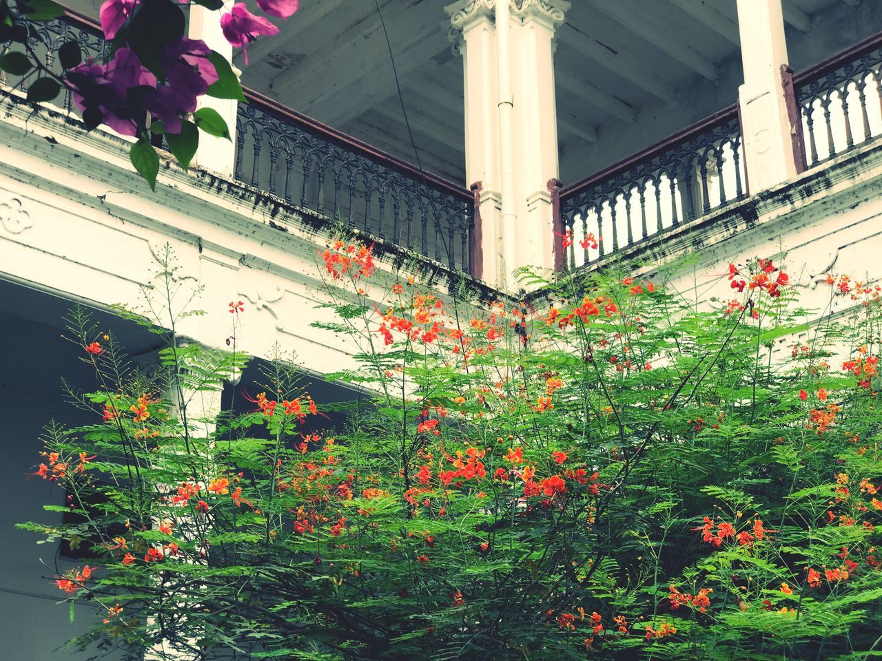 FLOWER PLANTS IN CITY