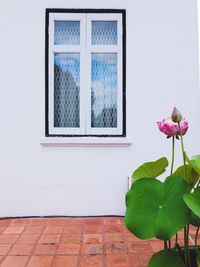 Close-up of flower window