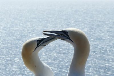 Close-up of birds against the sea