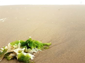 Close-up of vegetables on sand