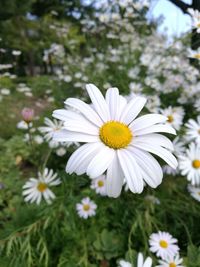 Close-up of white flowers blooming outdoors