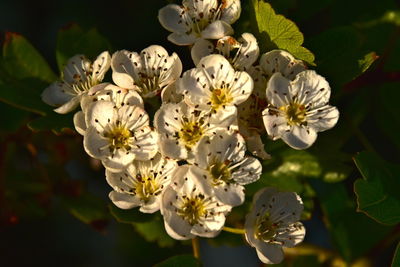 Close-up of white flowers on tree