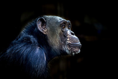 Close-up of chimpanzee at zoo