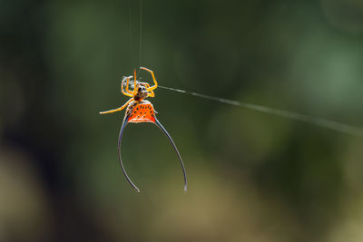 Long-horned orb-weaver spider lives predominantly in primary forest. 