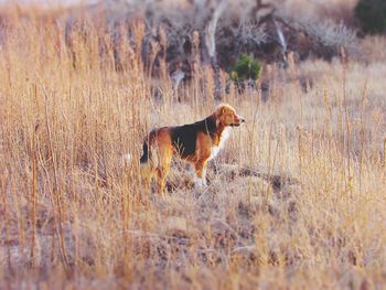 Dog on field