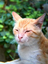 Close-up of cat with eyes closed