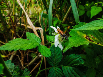 Close-up of bee pollinating flower
