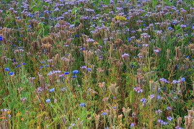 Full frame shot of flowering plants on field