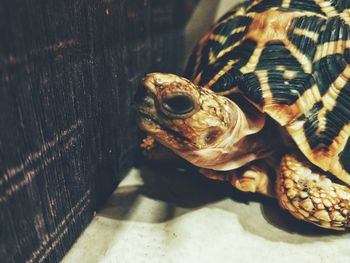 Close-up of tortoise in container