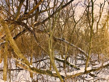 Bare trees on snow covered land