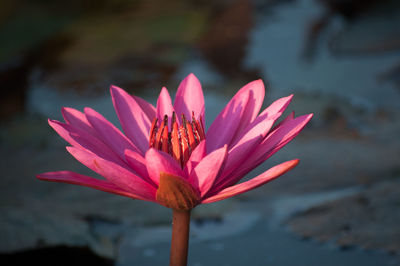 Close-up of pink lotus water lily