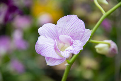 Close-up of pink flowering plant