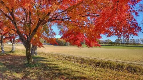 Trees on field during autumn