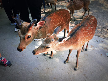 High angle view of deer