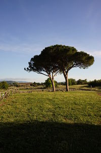 Tree on field against sky