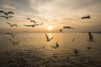 Silhouette birds flying over sea against sky during sunset