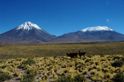 Licancabur and lascar volcanoes