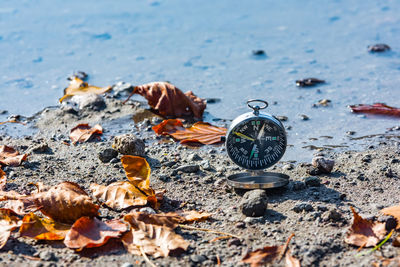 Close-up of shells on sand at beach