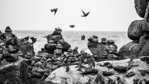 Flock of birds flying over rocks