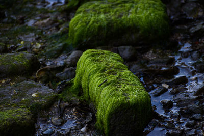 Close-up of moss covered rocks