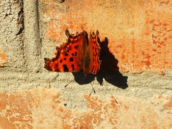 Close-up of butterfly on rock