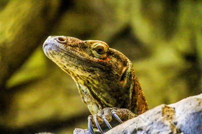 Close-up of lizard